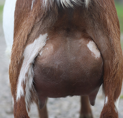 Lesperance Dragonhart 